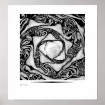 chou, noir et blanc affiches