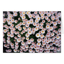 Chrysanthème Carte De Vœux