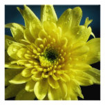 Chrysanthème jaune faire-parts