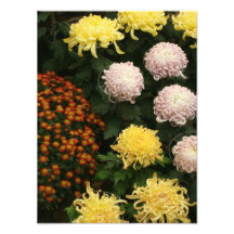 Chrysanthème Photographies D’art