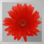 Chrysanthème rouge posters