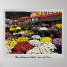 Chrysanthèmes chez Le Marché de l'Ouest Affiche