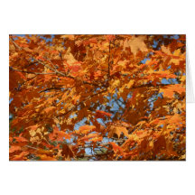 Chute dans le Connecticut ! ! Carte De Vœux