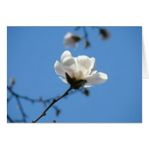 Ciel bleu de carte de voeux de fleur de magnolia f
