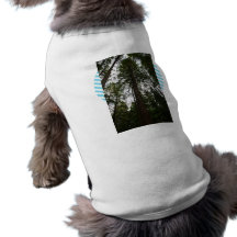 Ciel par le verger de séquoia manteau pour chien