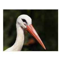 Cigogne - symbole de Strasbourg et d'Alsace, Franc Cartes Postales