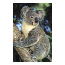 Cinereus de koala, de Phascolarctos), l'Australie, Impression Photo
