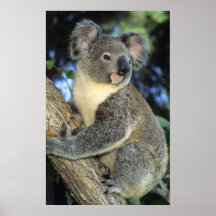 Cinereus de koala, de Phascolarctos), l'Australie, Affiche