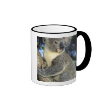 Cinereus de koala, de Phascolarctos), l'Australie, Tasses