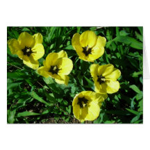 Cinq tulipes jaunes cartes de vœux