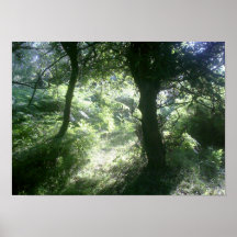 Clairière verte de forêt poster