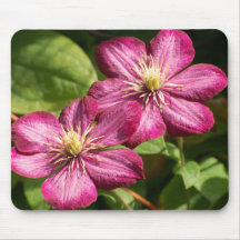 Clematis Tapis De Souris