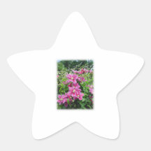 Clématite. Assez rose - fleurs pourpres Autocollants