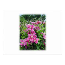 Clématite. Assez rose - fleurs pourpres Carte Postale