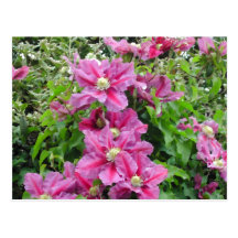 Clématite. Fleurs pourpres rosâtres. Féminin Cartes Postales