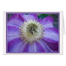 Clématite pourpre carte de vœux
