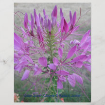 Cleome violet de la Reine Prospectus En Couleur