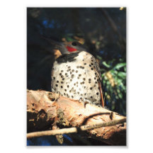 clignotement 5X7 du nord Photographe
