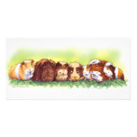 Photocartes animaux 