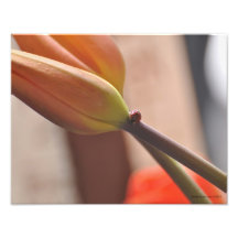 coccinelle 11X14 et tulipes une belle combinaison Impression Photographique