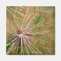 Coccinelle Aimant
