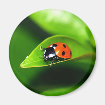 Coccinelle Aimant Pour Réfrigérateur