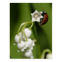 Coccinelle Carte Postale