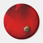 Coccinelle dans le rose rouge magnets pour réfrigérateur