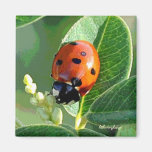 Coccinelle de coccinelle aimant pour réfrigérateur