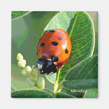 Coccinelle de coccinelle aimant pour réfrigérateur