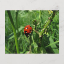 Coccinelle et aphis prospectus customisé