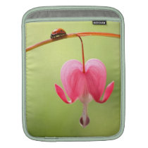 Coccinelle et fleur de défenseur de la veuve et de housses ipad
