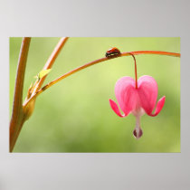 Coccinelle et fleur de défenseur de la veuve et de posters