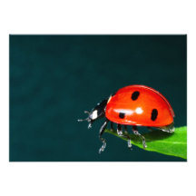 Coccinelle Faire-parts