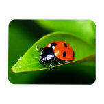 Coccinelle Magnets