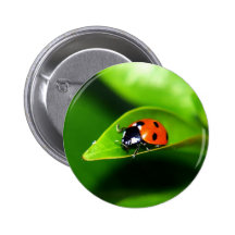 Coccinelle Pin's
