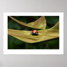 Coccinelle Poster