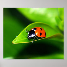 Coccinelle Poster