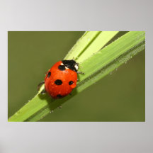 Coccinelle Posters