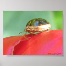 Coccinelle Poster