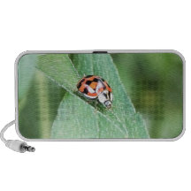 Coccinelle rouge sur une feuille verte haut-parleur mp3