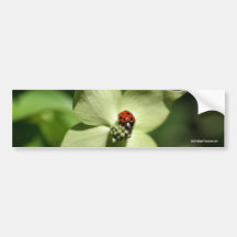 Coccinelle sur l'adhésif pour pare-chocs de photo  adhésif pour voiture