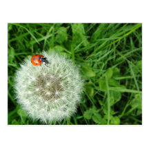Coccinelle sur le pissenlit carte postale