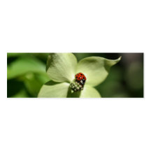 Coccinelle sur signet de photo de fleur de cornoui cartes de visite personnelles