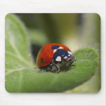 Coccinelle Tapis De Souris