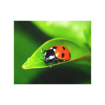 Coccinelle Toile Tendue