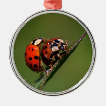 Coccinelles de accouplement décoration de noël