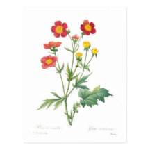 Coccineum de Geum Cartes Postales