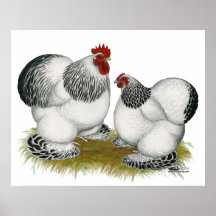 Cochins :  Coqs nains colombiens Posters