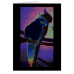 Cockatiel coloré cartes de vœux